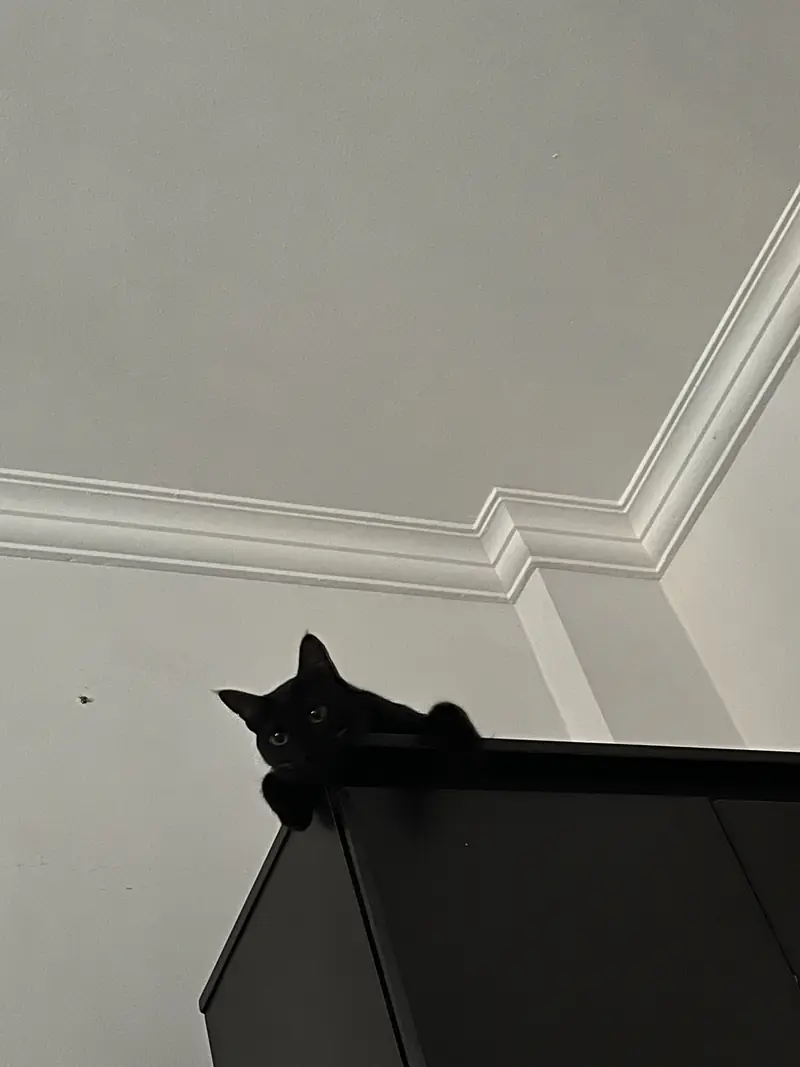 Bageera perched high above a doorway