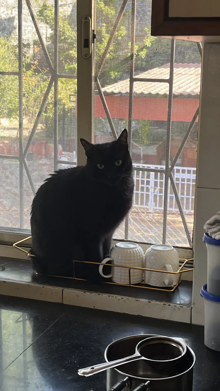Bageera beside a coffee mug