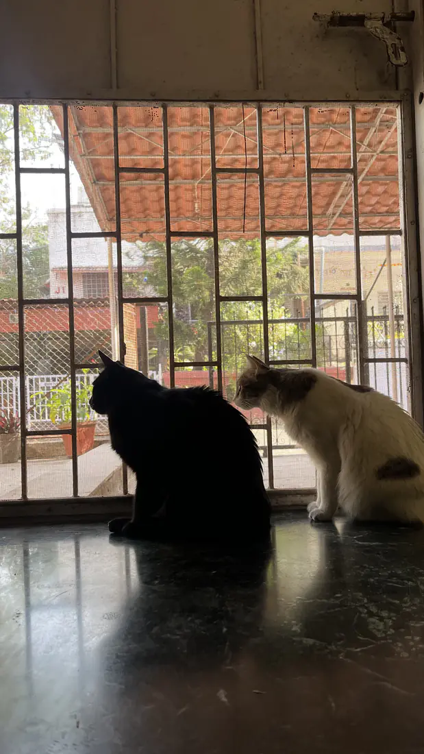 Bageera and Kabira together