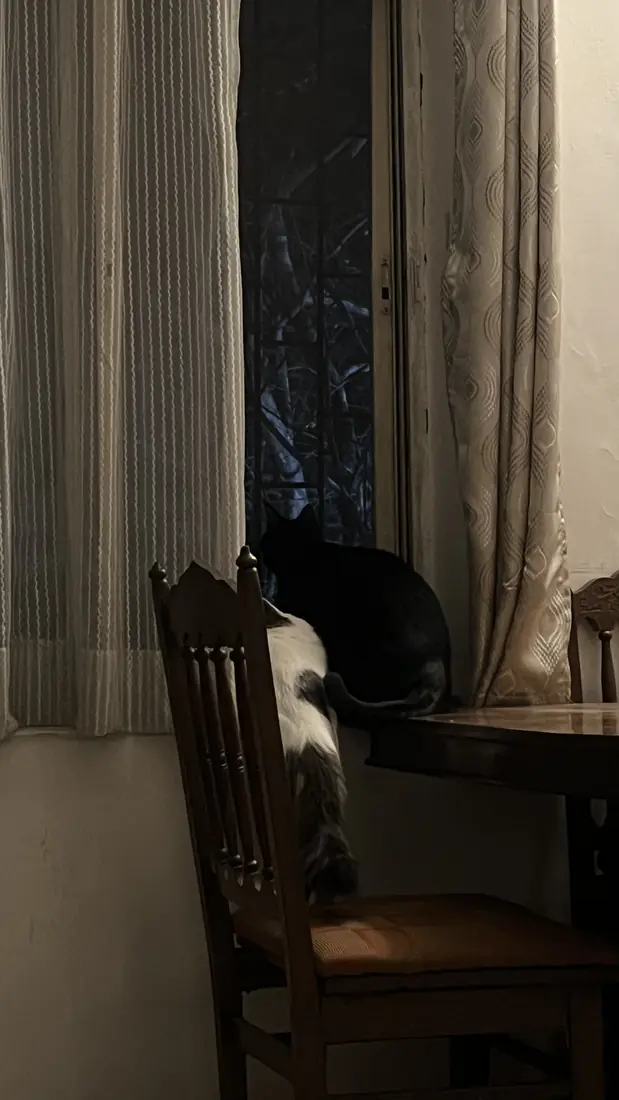 Bageera and Kabira looking down from above