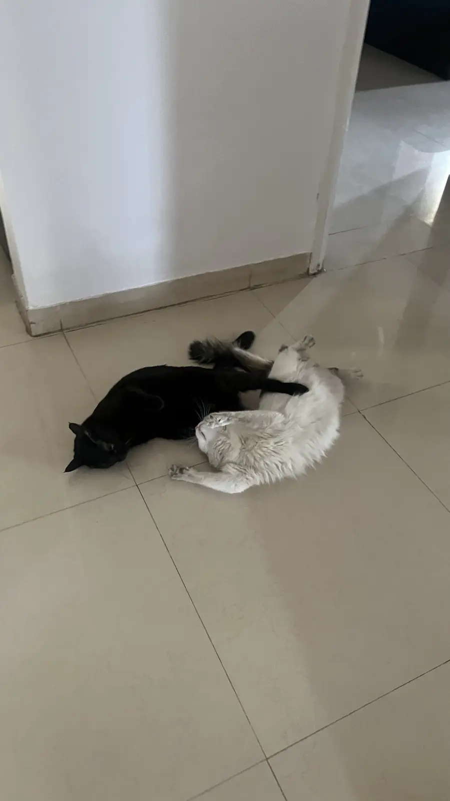 Bageera and Kabira curled into each other