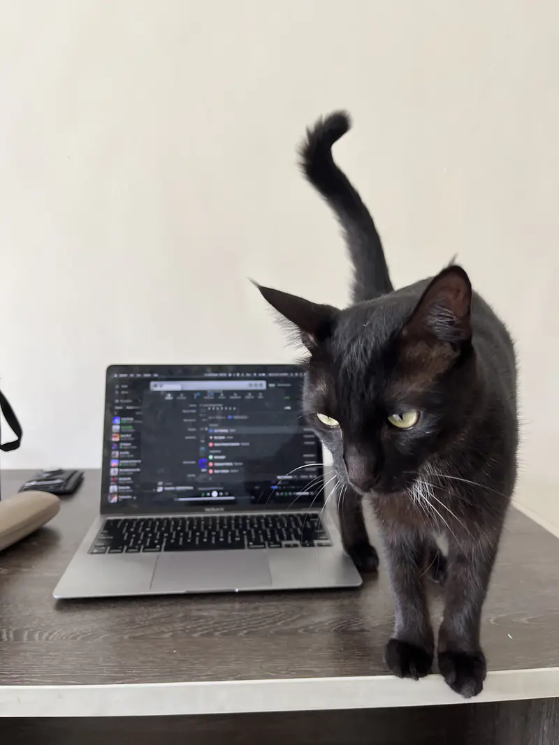 Bageera walking across a desk in front of a laptop