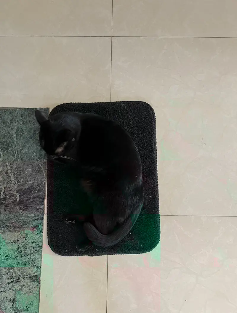 Bageera curled up on a green mat