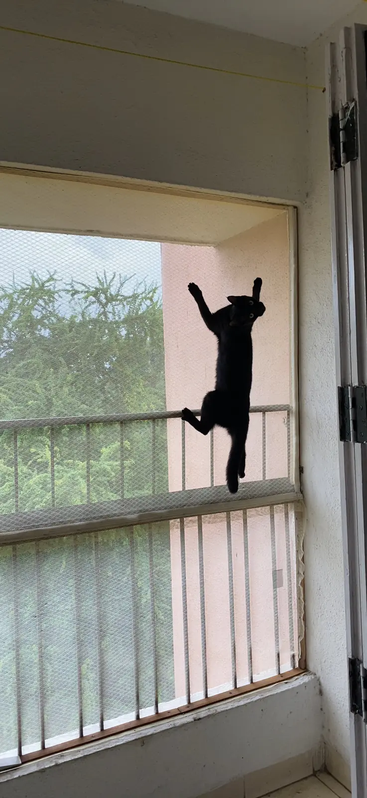Bageera climbing a window grille