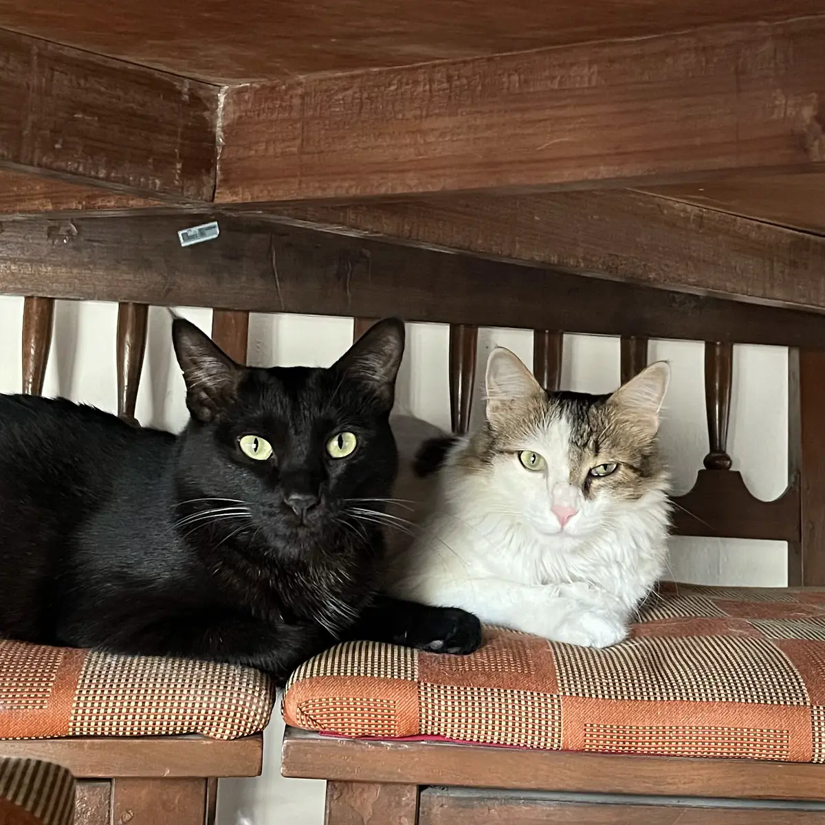 Bageera and Kabira