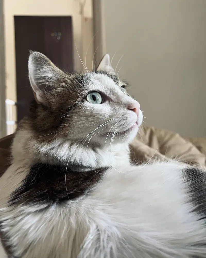 Kabira looking regal