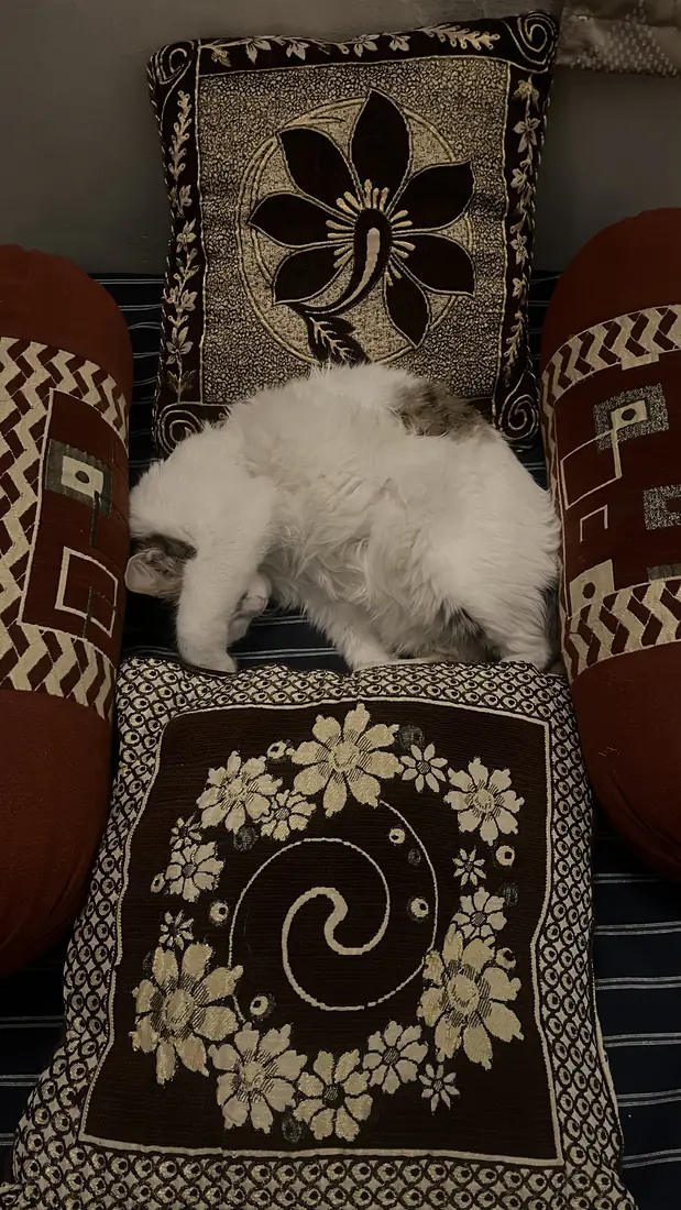 Kabira in a fort of pillows