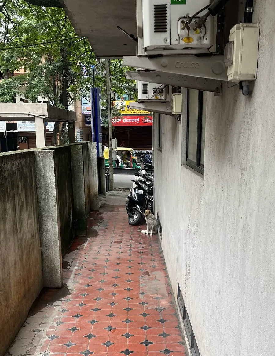Bailey standing in the alley beside the office