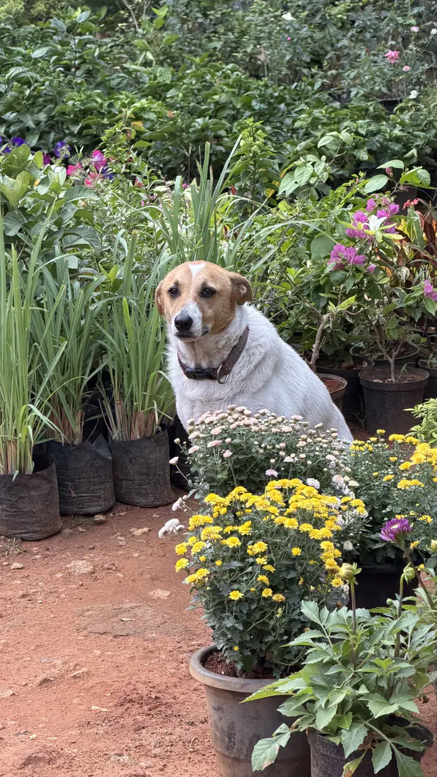 Bailey beside a large flower