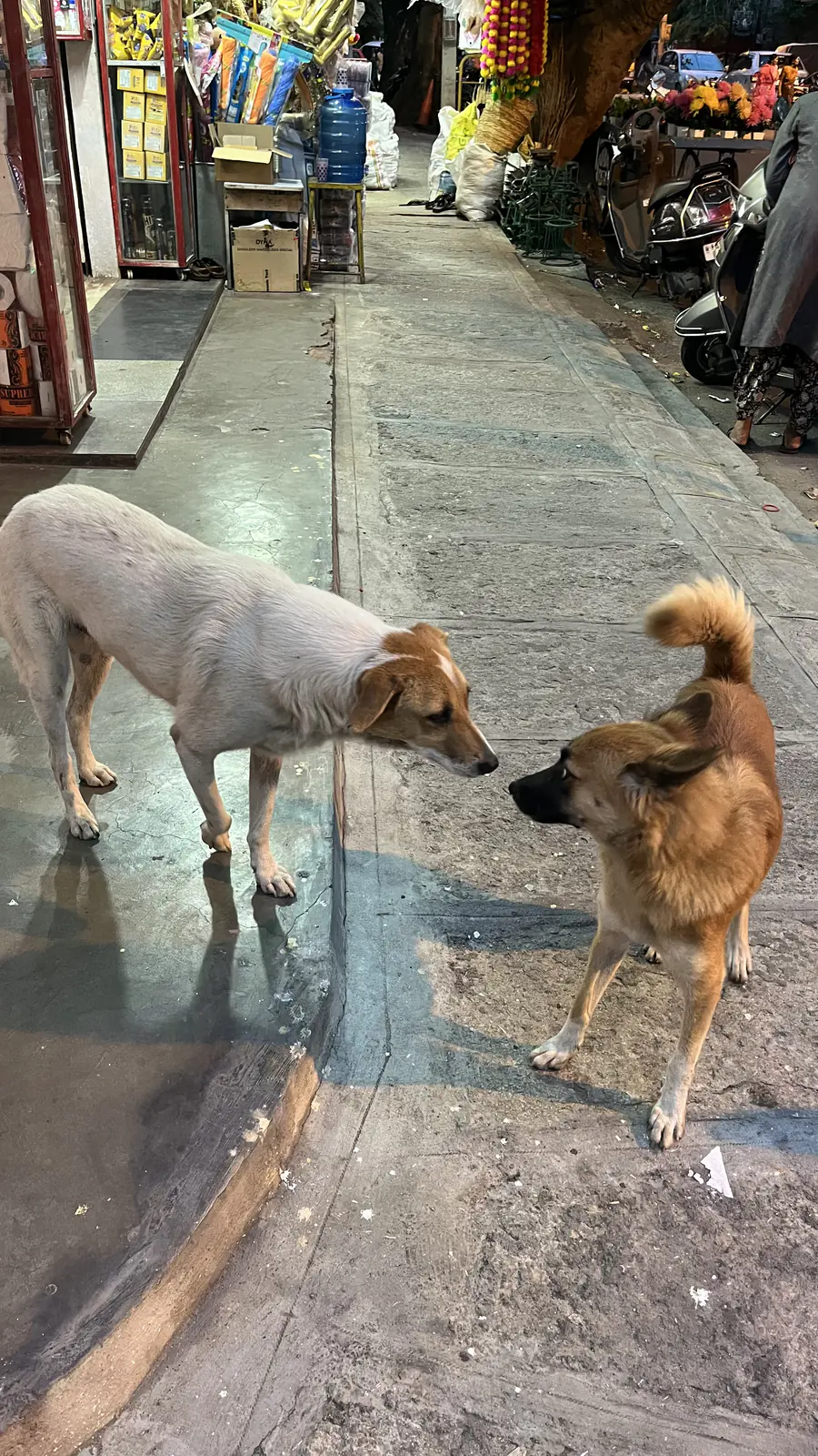 Bailey meeting Simba