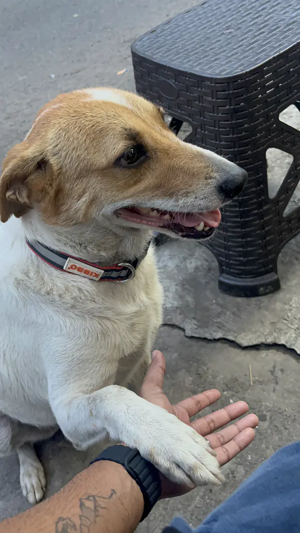 Bailey resting a paw on an outstretched hand