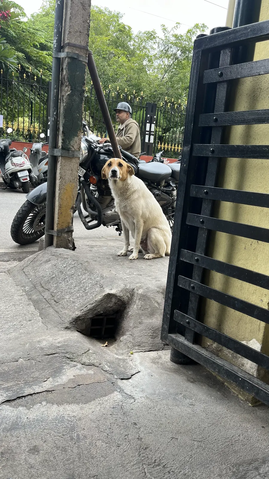 Bailey sitting on the footpath by a gate