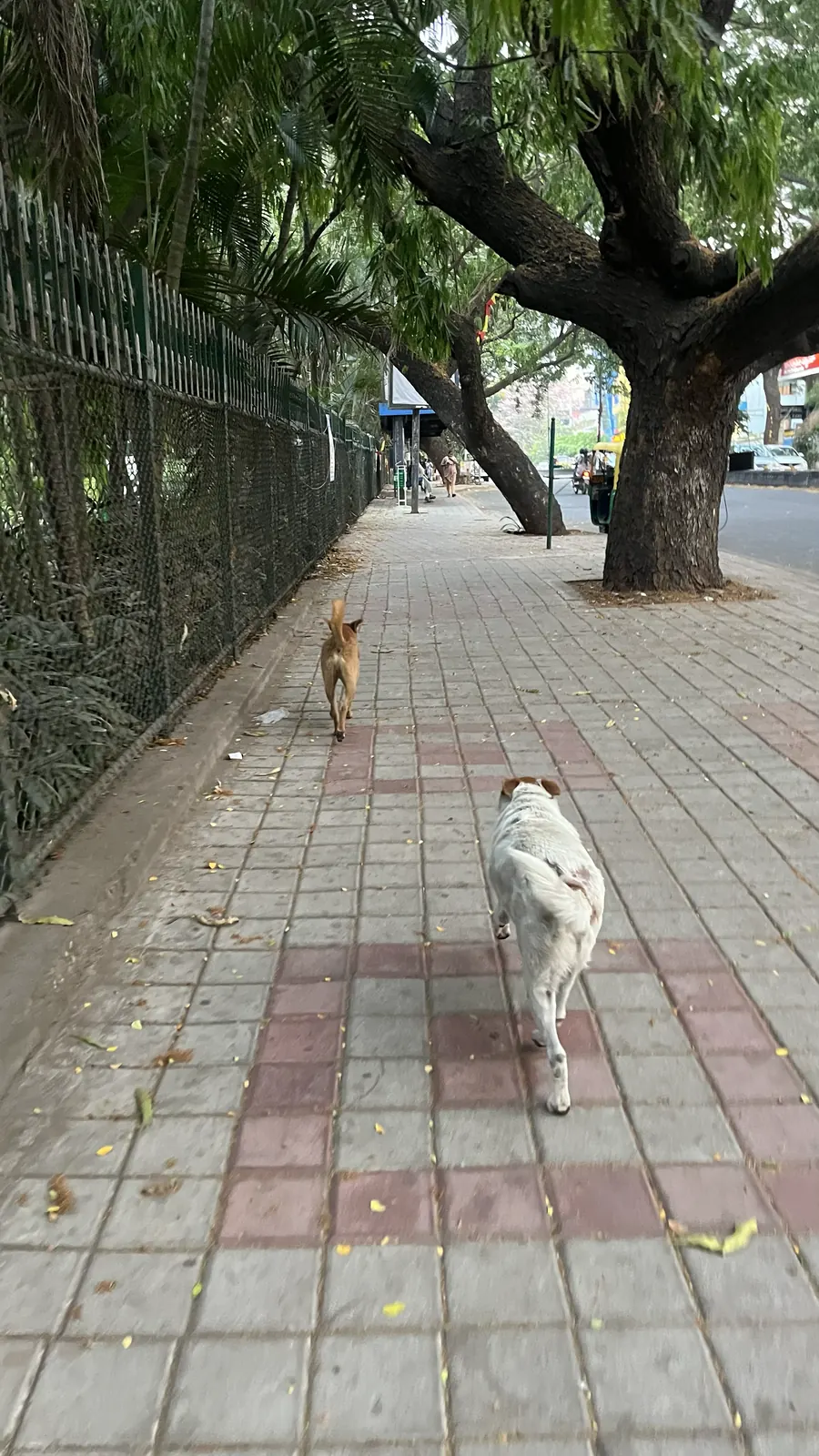 Bailey walking ahead of me on the footpath