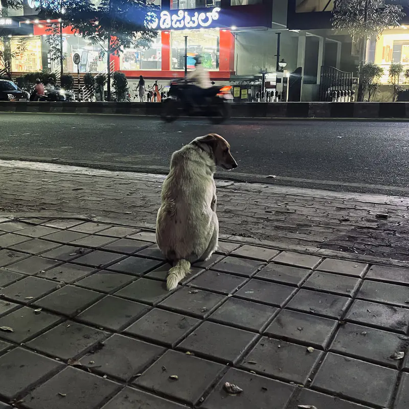 Bailey watching the road