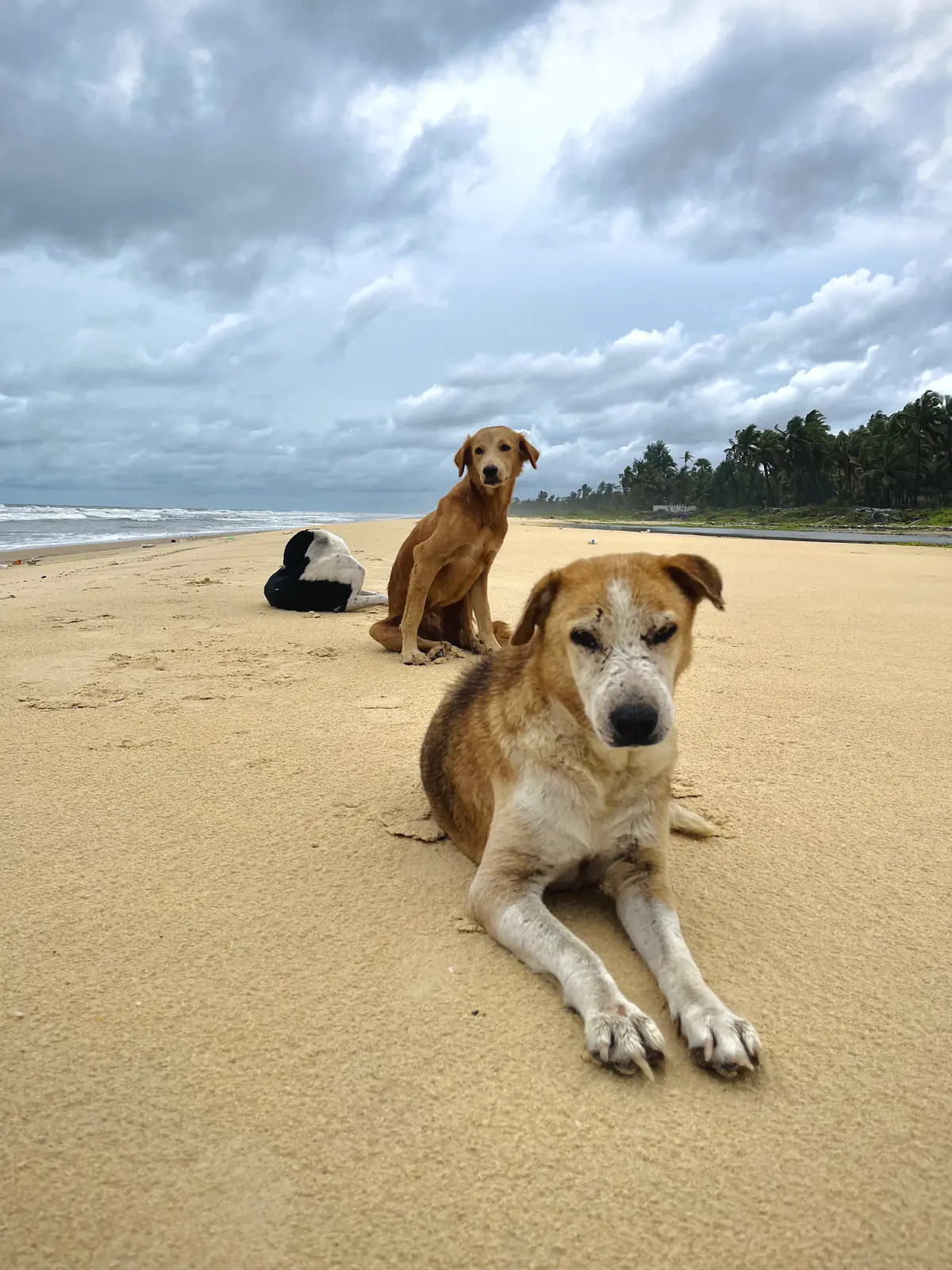 A group of dogs on the beach