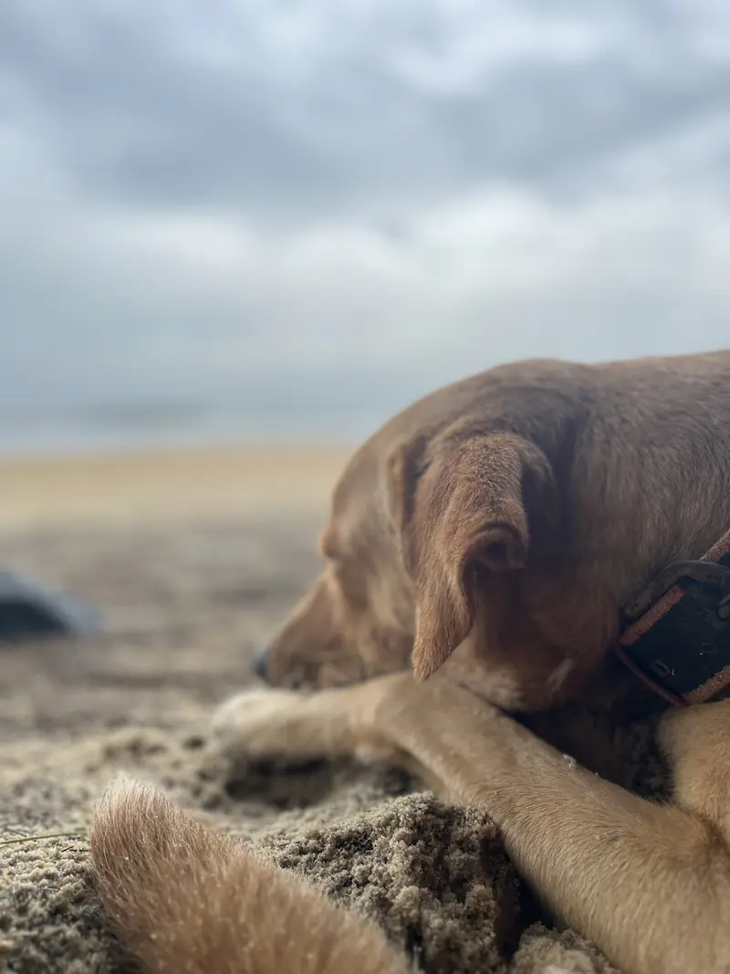 The same sleepy dog on the sand