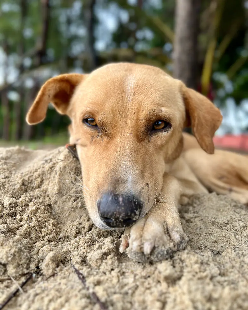 A sleepy dog on the sand