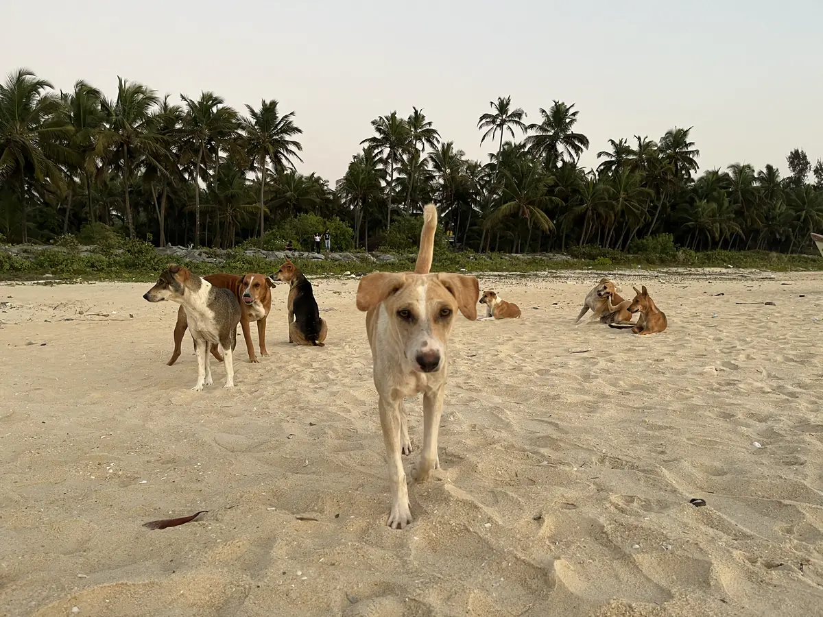 Beach Dog Gang