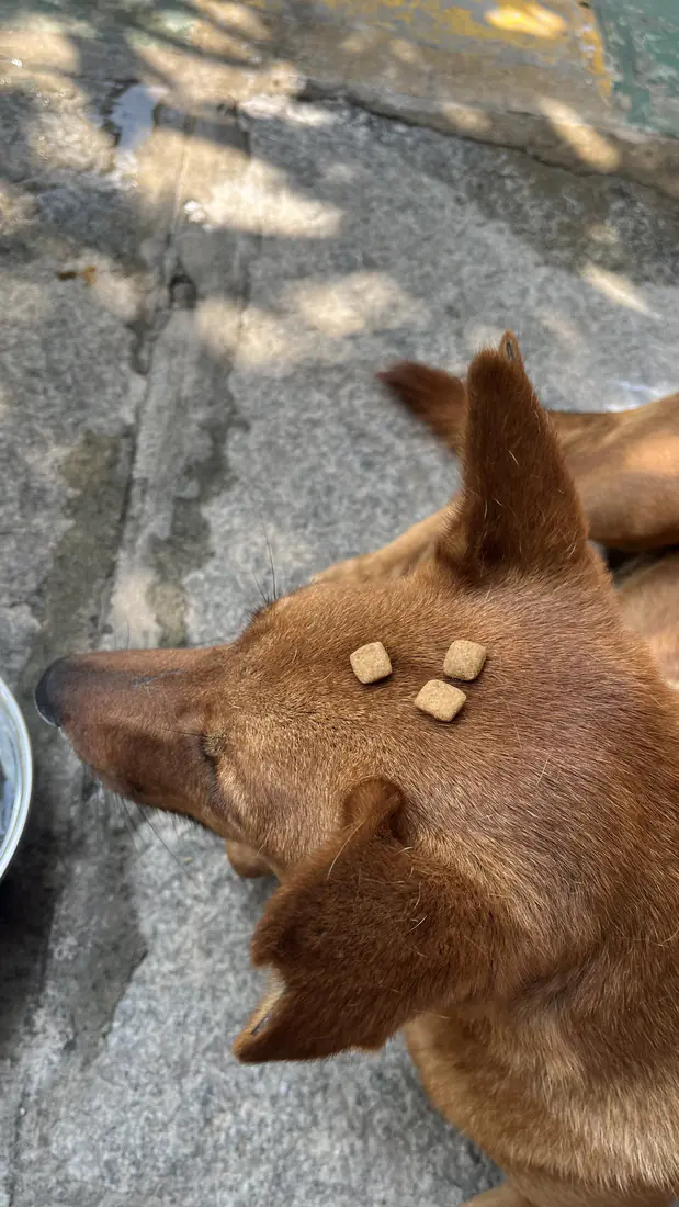 Chai balancing food