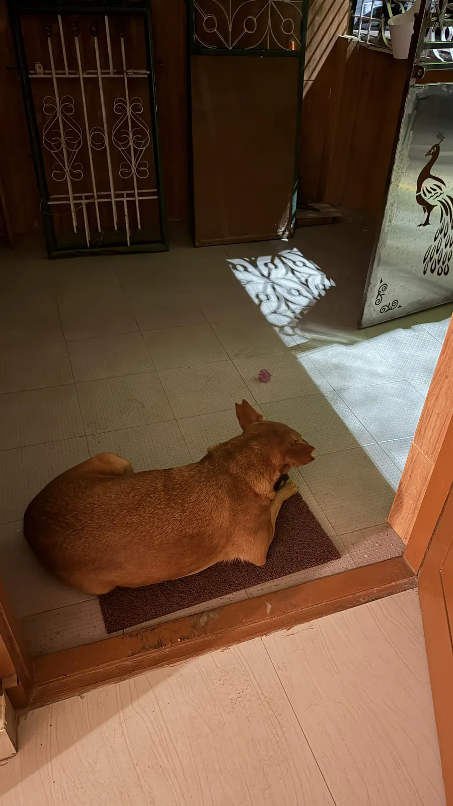 Chai lying on a mat in a doorway