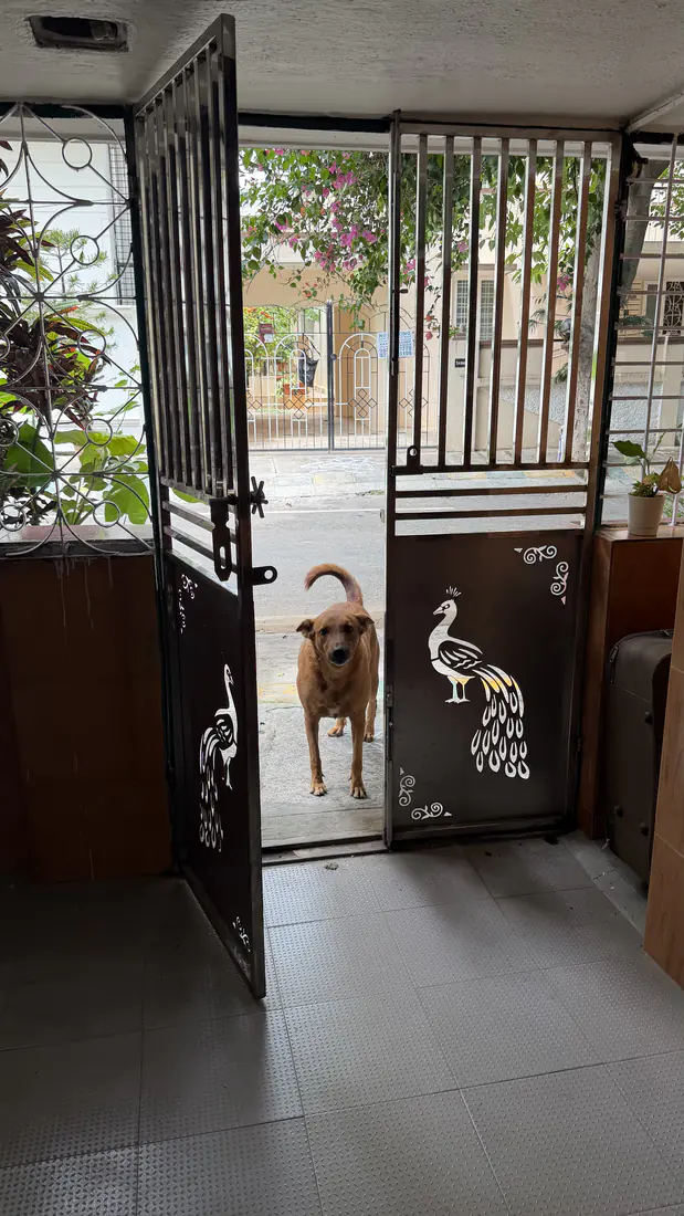 Chai at a gate