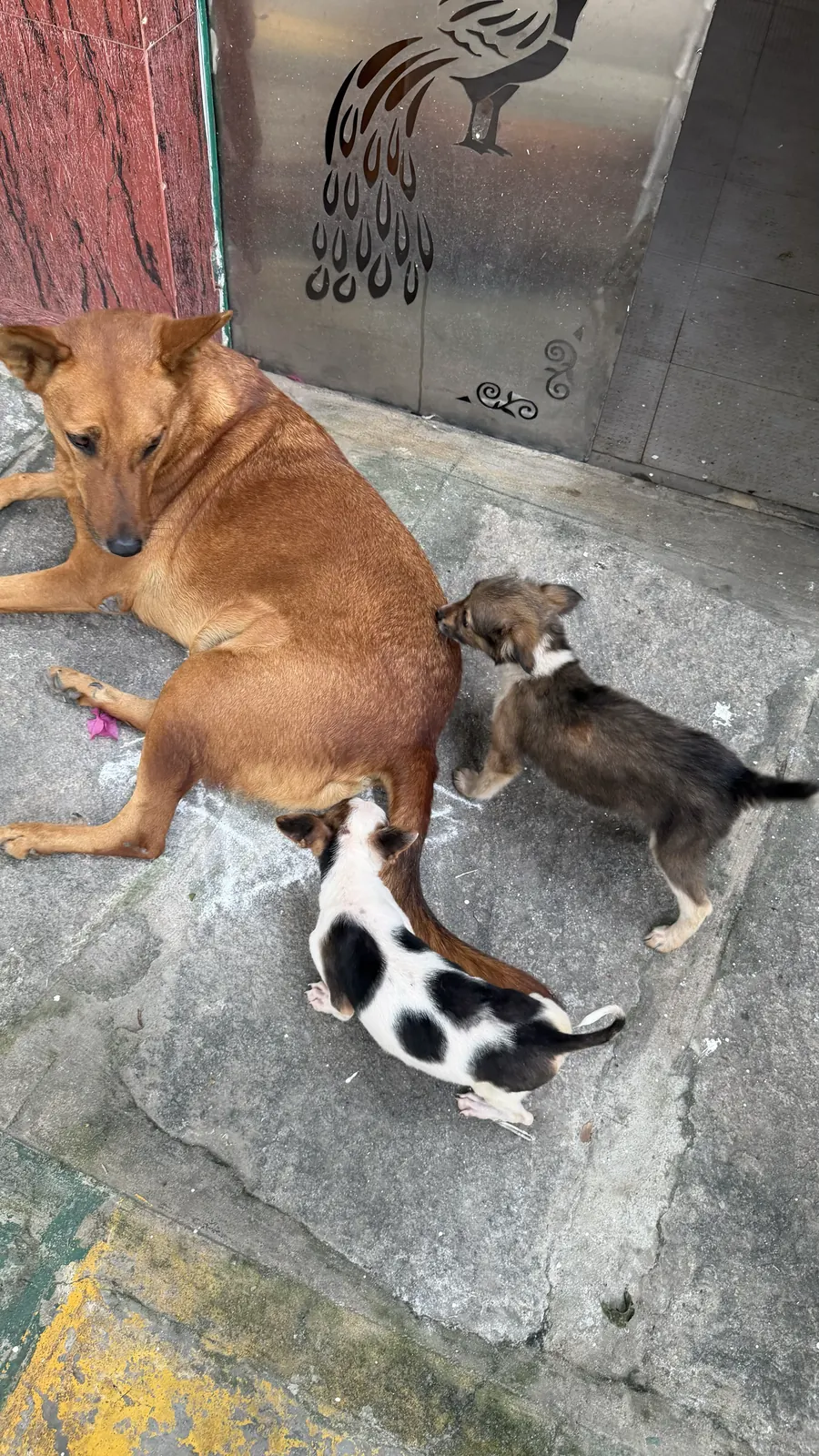 Chai sitting while Tara and Maya climb around her