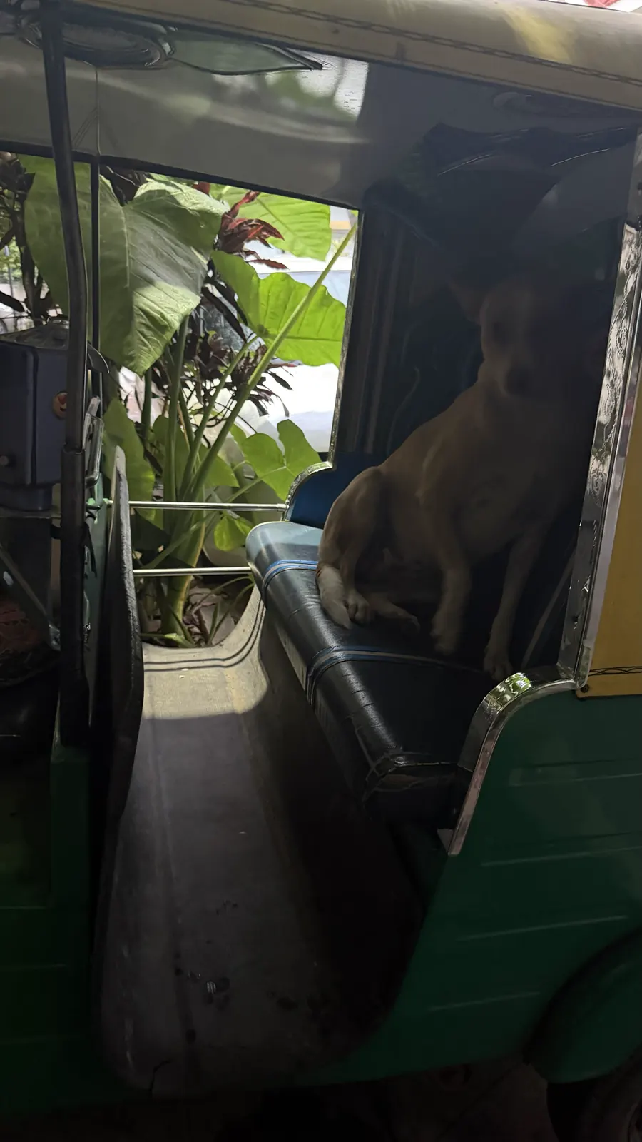 Coffee sitting inside a parked auto rickshaw