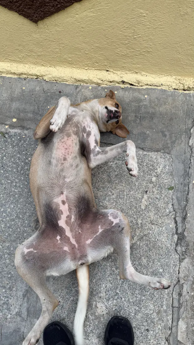 Coffee getting a belly rub