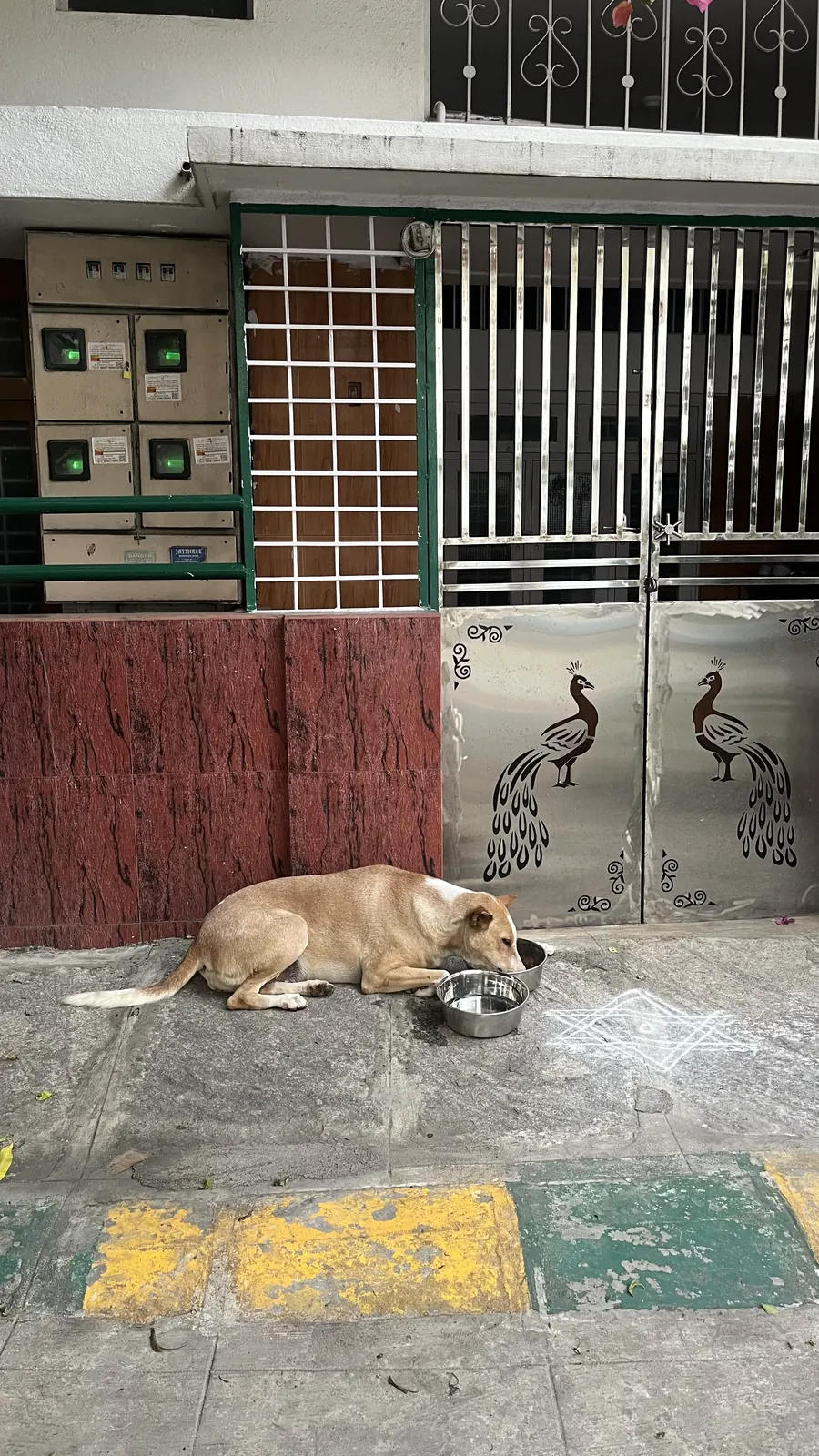 Coffee lying down next to her bowl