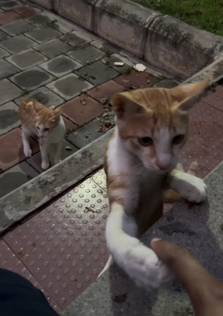 An orange cat raising a paw to a hand