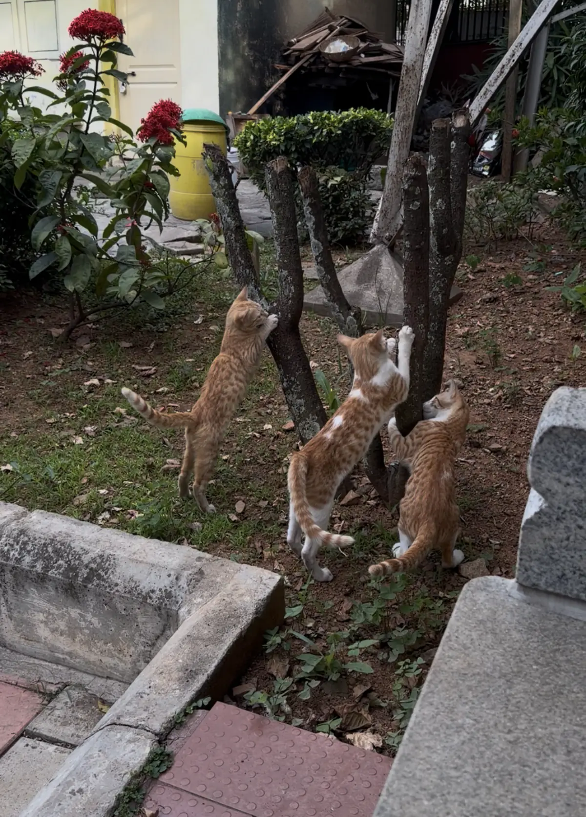 Orange Cat Cult