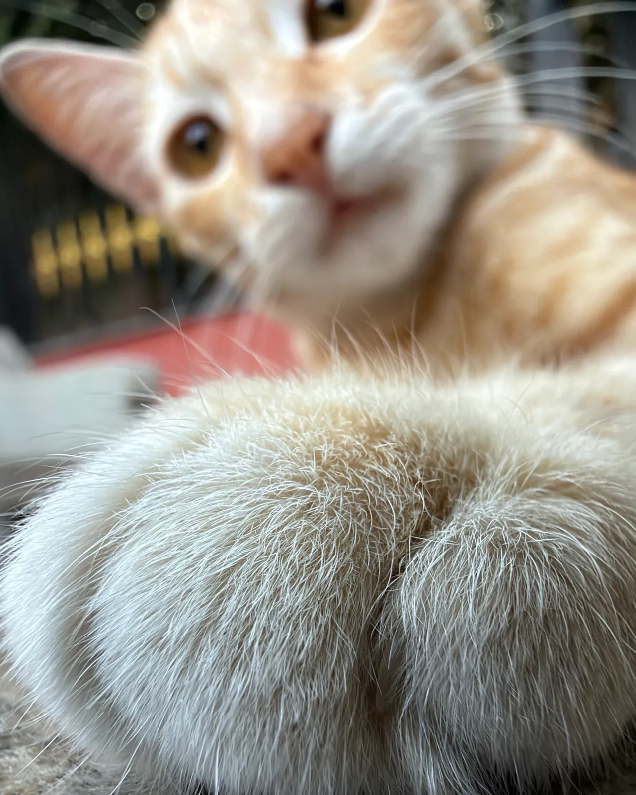 An orange kitten leaning right up to the camera