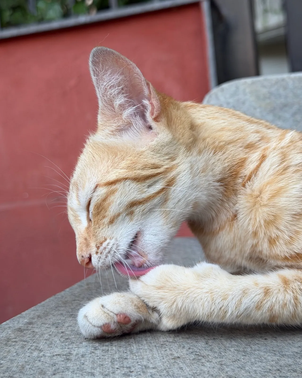 An orange kitten licking its paw