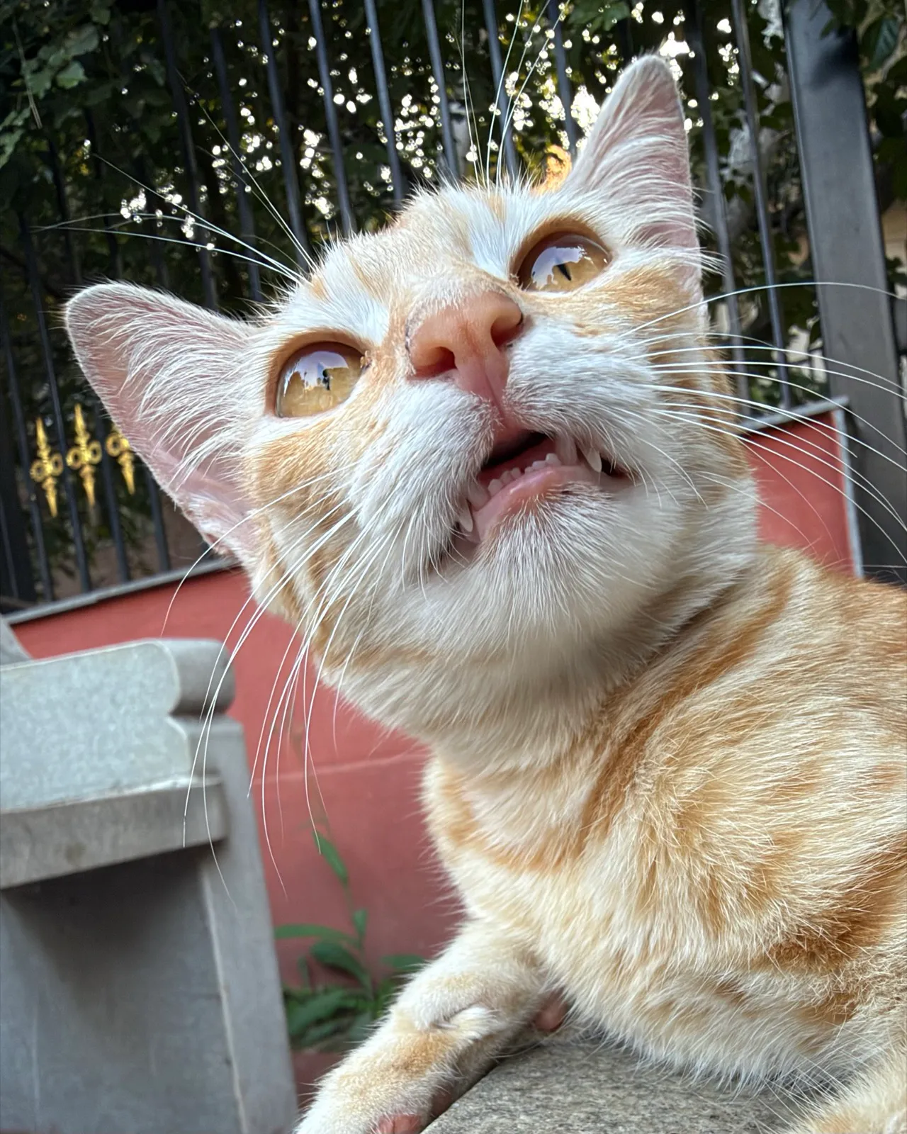 An orange kitten looking up with its mouth open