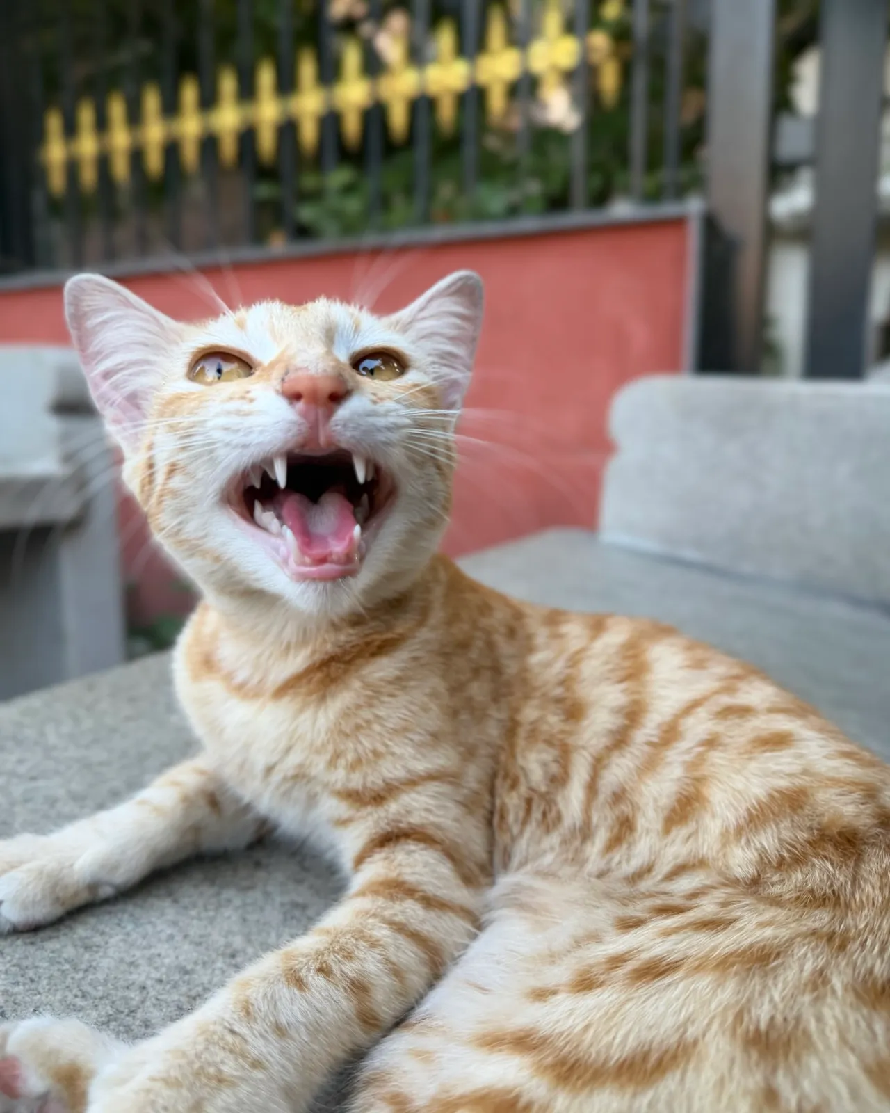 An orange kitten meowing with its mouth wide open