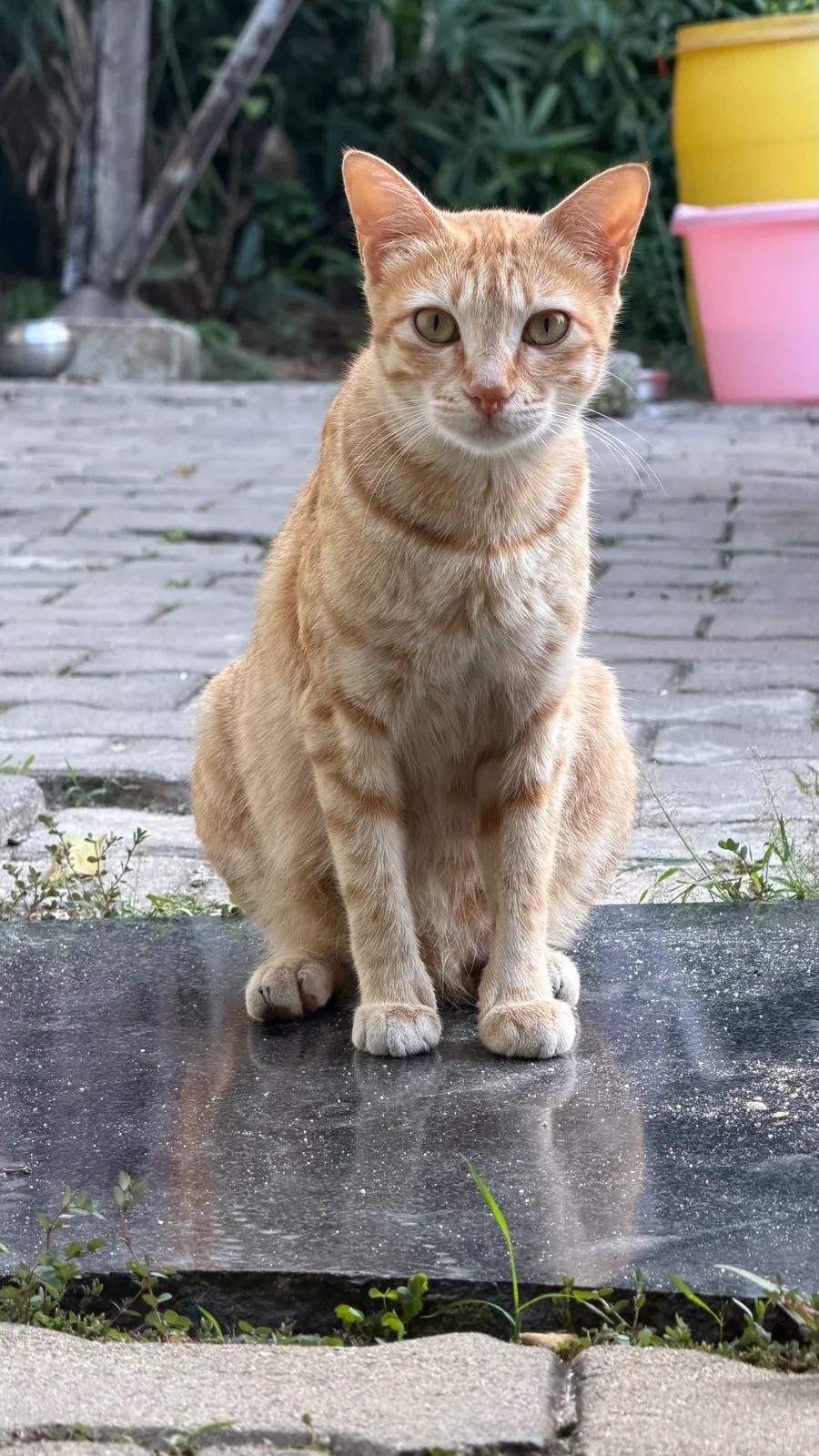 An orange cat sitting upright on a stone slab