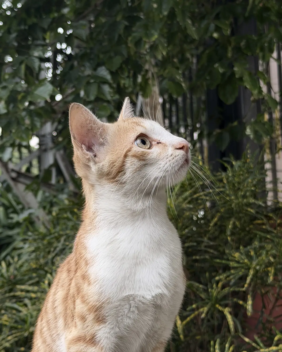 One of the orange cats in the park