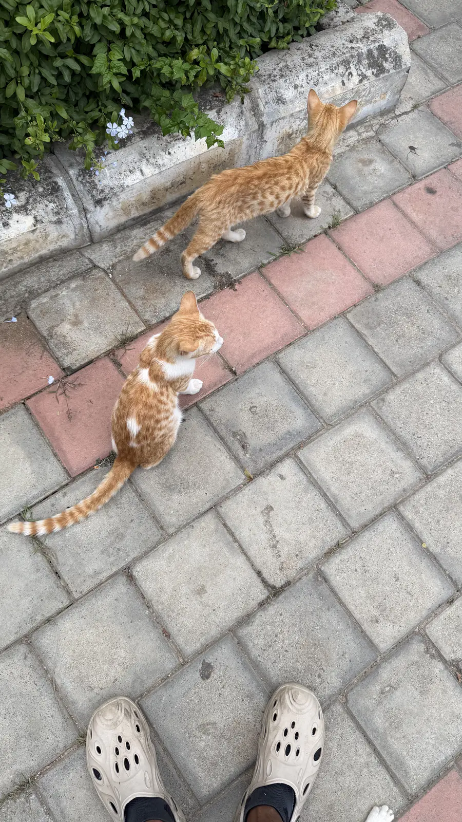 Several orange cats in the park