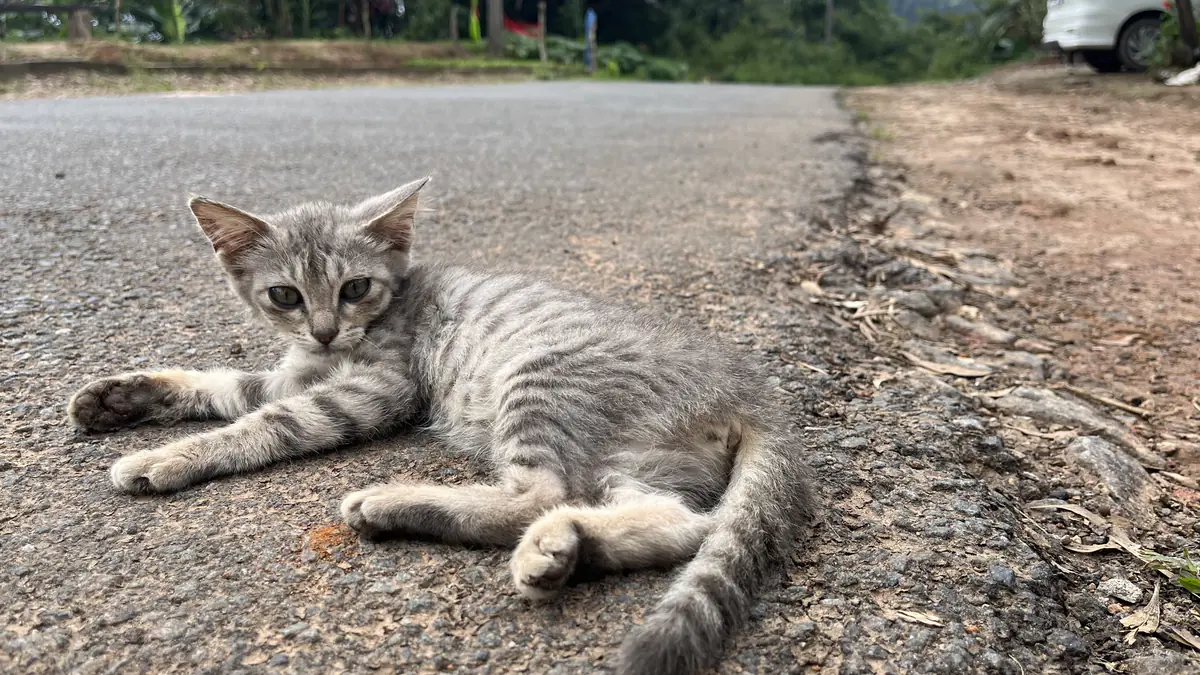 The grey Coorg kitten stretched out