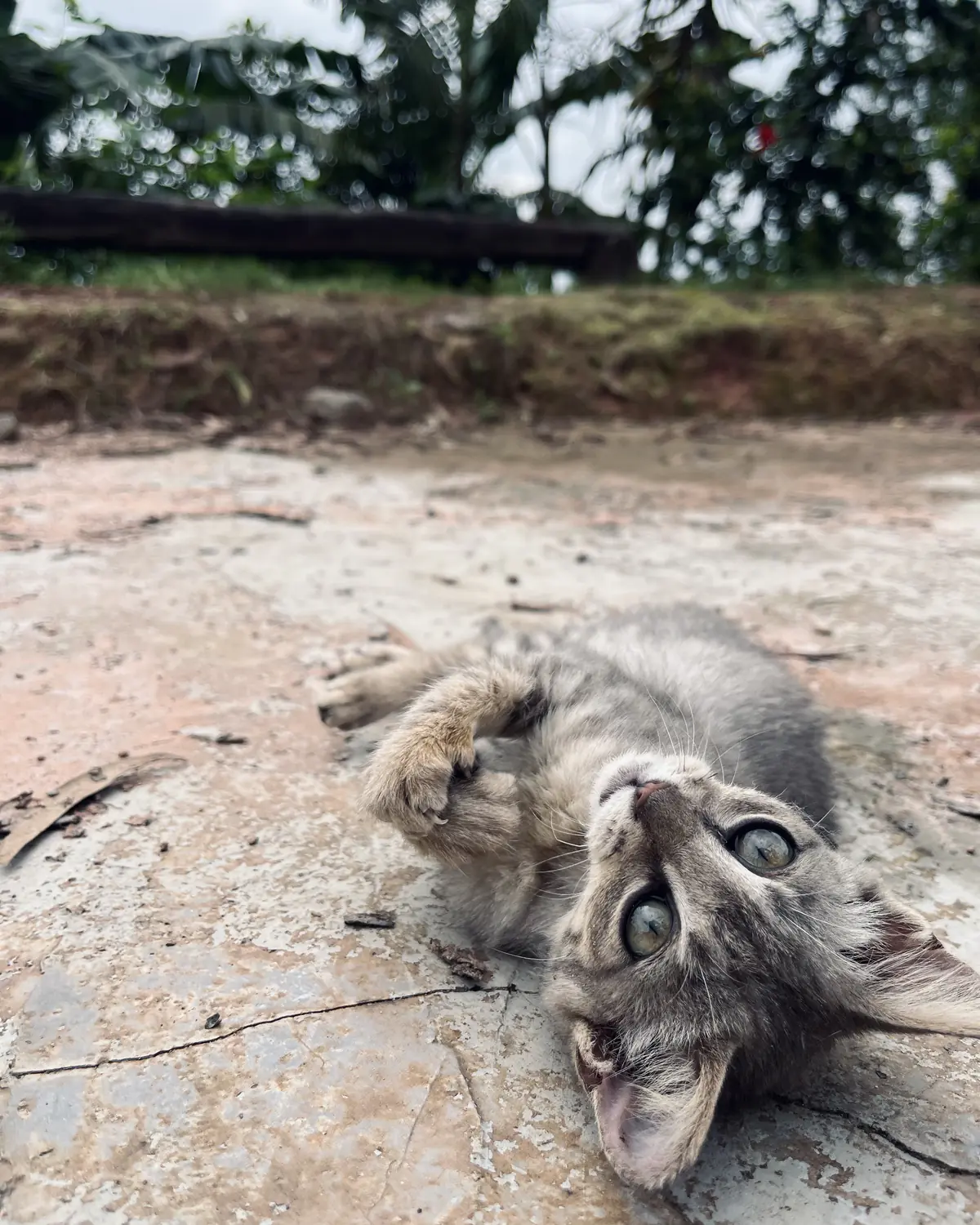 The grey Coorg kitten