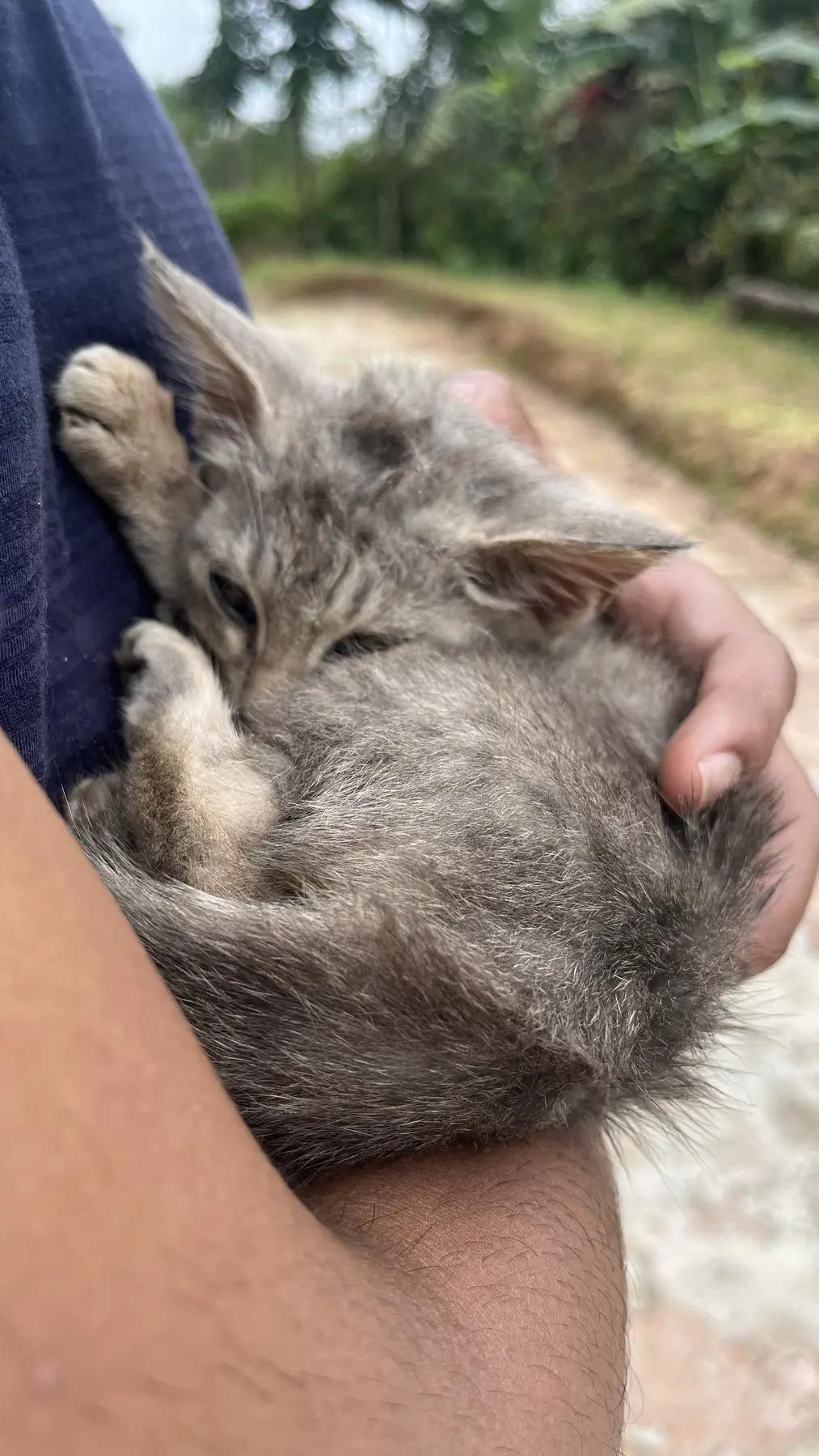 Smol Coorg Cat
