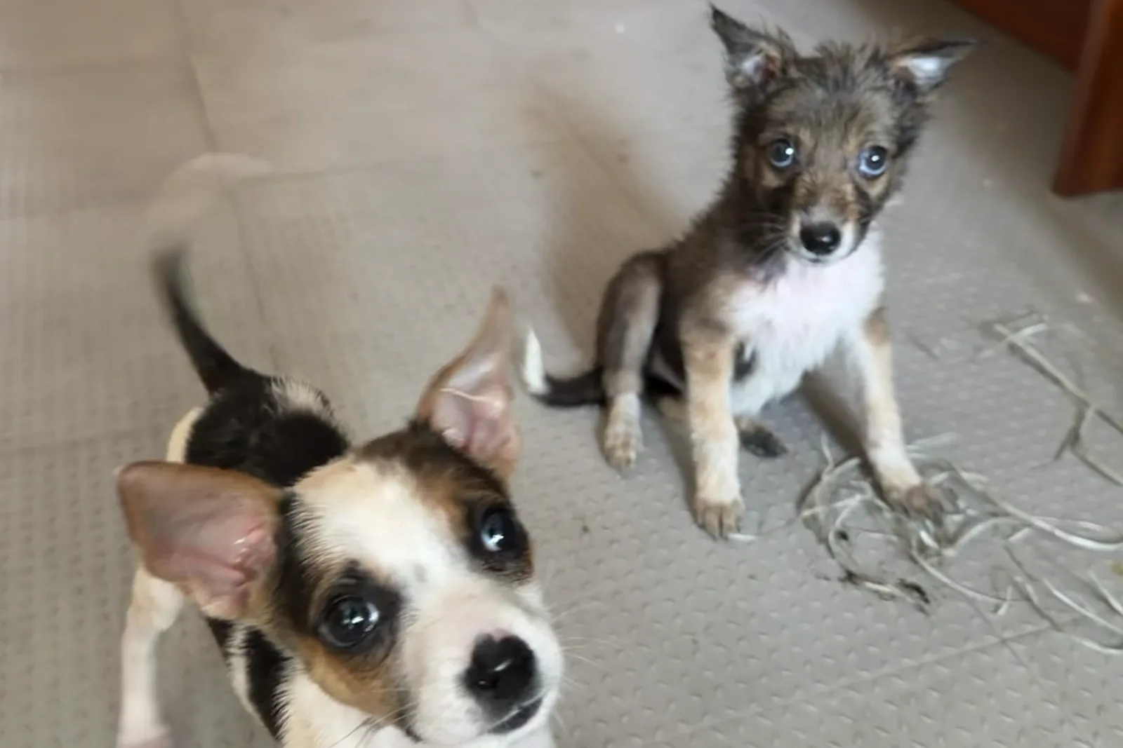 Tara and Maya