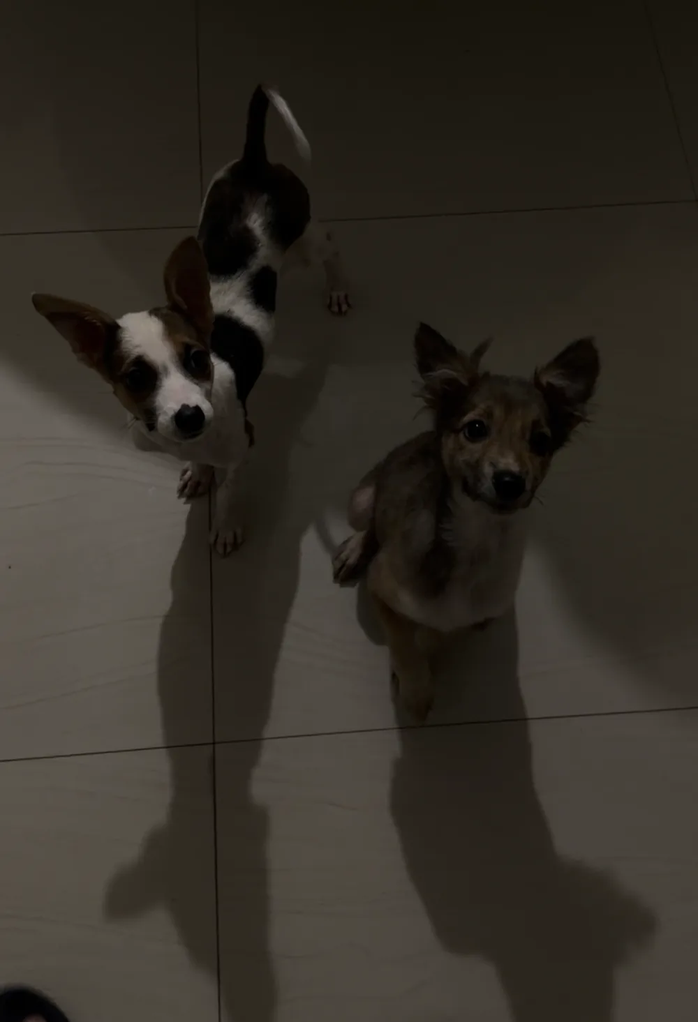Tara and Maya standing on a tiled floor, both looking up at the camera, grown and healthy