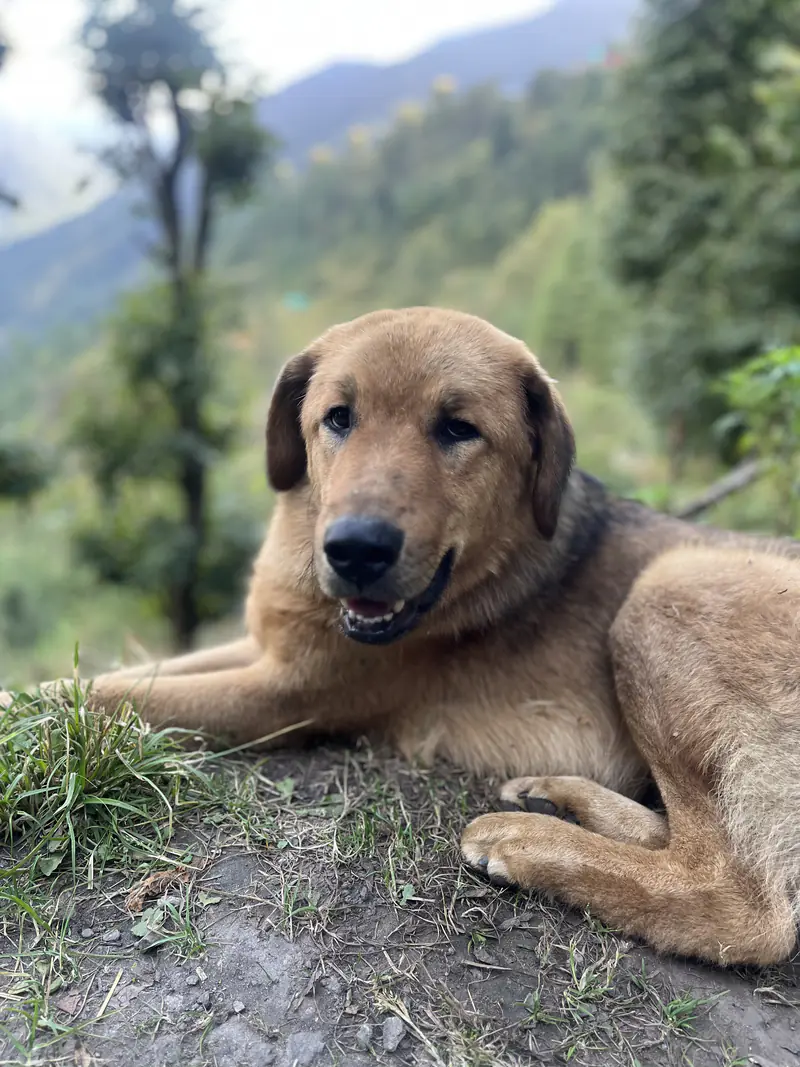 A dog on a Himalayan hillside