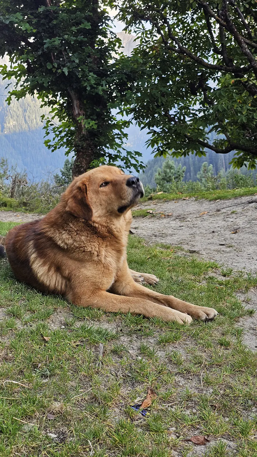 A dog in the Himalayas