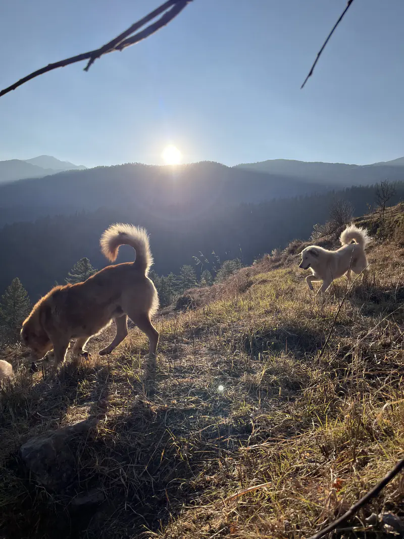 Dogs on a Himalayan hillside at sunrise