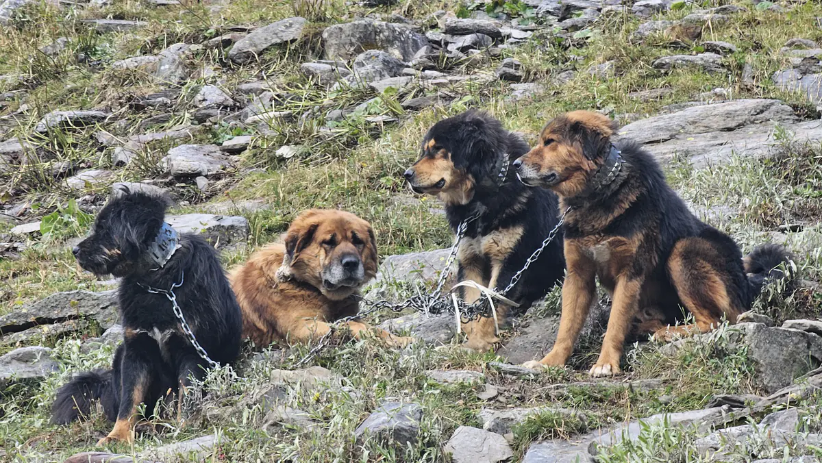 Himalayan dogs shepherding