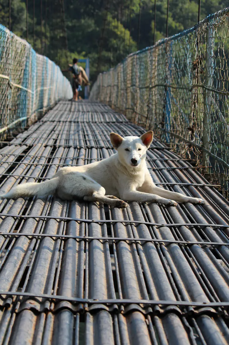 A dog on the Dawki suspension bridge