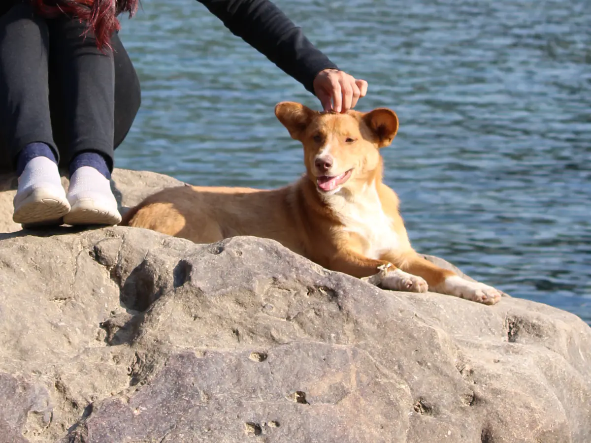 A dog resting by the Dawki river