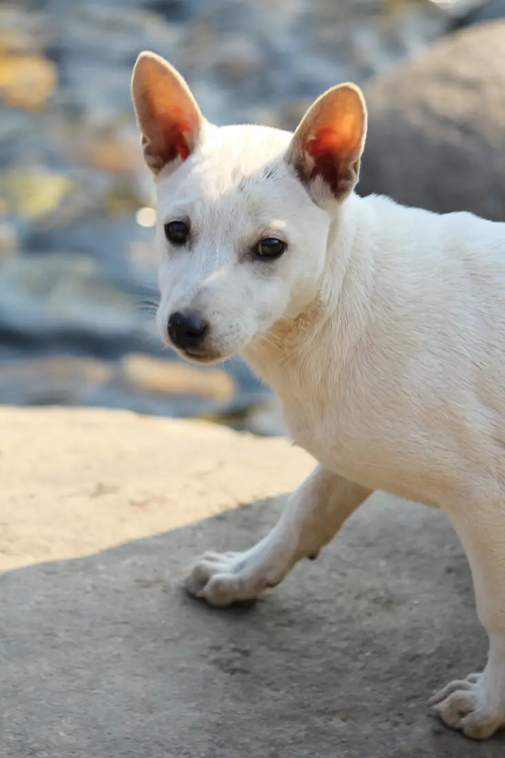 A white dog by the Dawki river
